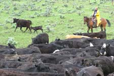 Mothering Up the calves at a Bondurant ranch. Photo courtesy Paul Ellwood.