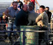 Pig Wrestling