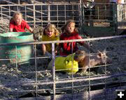 Pig Wrestling