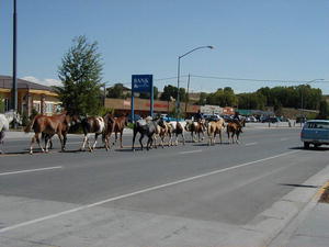 Hosres being driven through town.