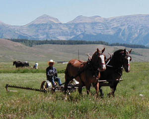 Haying with horses in Bondurant