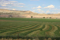 Hayfields just south of LaBarge. Photo by Dawn Ballou, Pinedale Online!