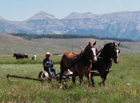 Haying with horses in Bondurant